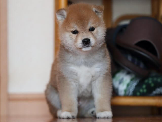 AI5I6671-3352puppy AI5I6671-3352puppy