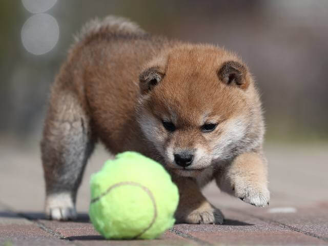 AI5I6742-3363puppy AI5I6742-3363puppy