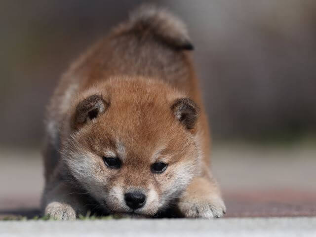 AI5I6775-3363puppy AI5I6775-3363puppy