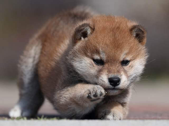 AI5I6782-3363puppy AI5I6782-3363puppy