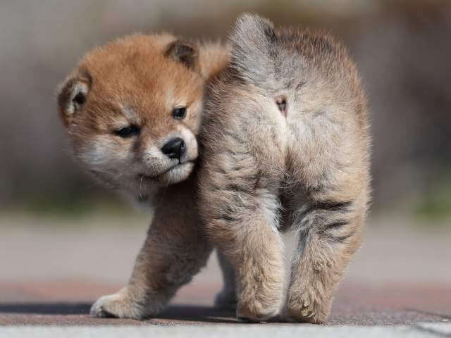 AI5I6815-3363puppy AI5I6815-3363puppy