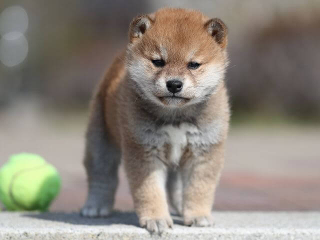 AI5I6835-3363puppy AI5I6835-3363puppy