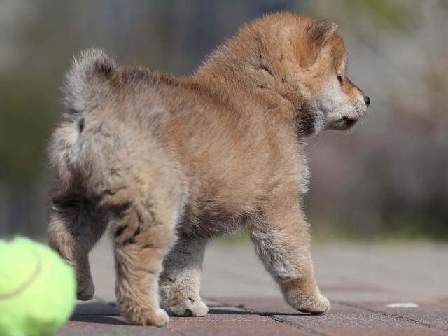 AI5I6849-3363puppy AI5I6849-3363puppy