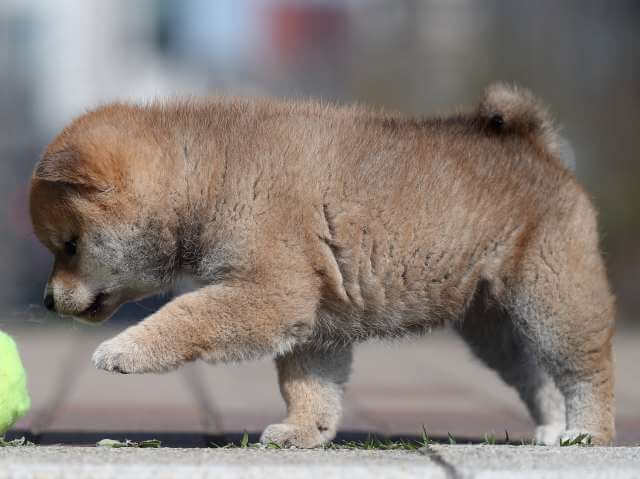 AI5I6855-3363puppy AI5I6855-3363puppy
