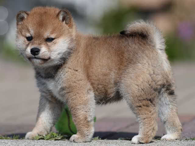 AI5I6868-3363puppy AI5I6868-3363puppy