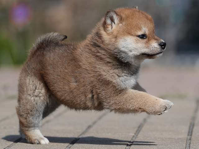 AI5I6946-3363puppy AI5I6946-3363puppy