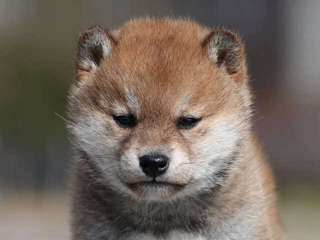 AI5I6981-3363puppy AI5I6981-3363puppy