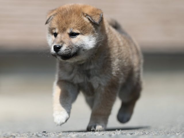 AI5I7011-3361puppy AI5I7011-3361puppy