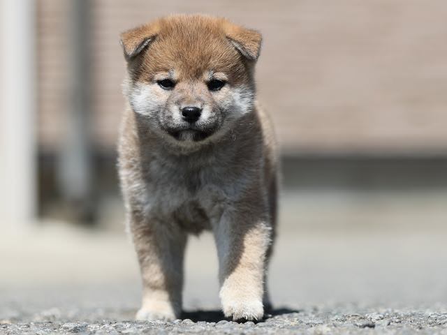 AI5I7023-3361puppy AI5I7023-3361puppy