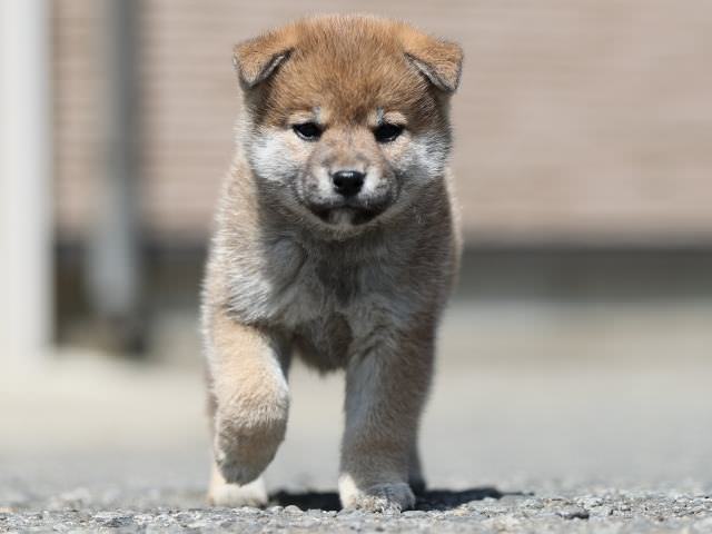 AI5I7025-3361puppy AI5I7025-3361puppy