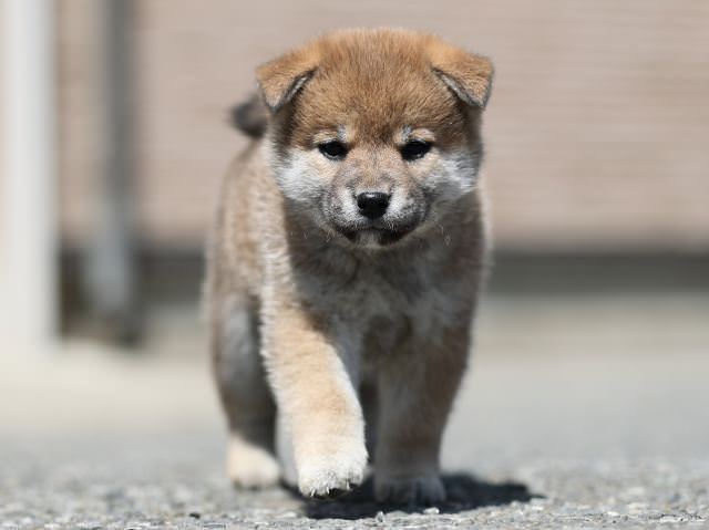 AI5I7033-3361puppy AI5I7033-3361puppy