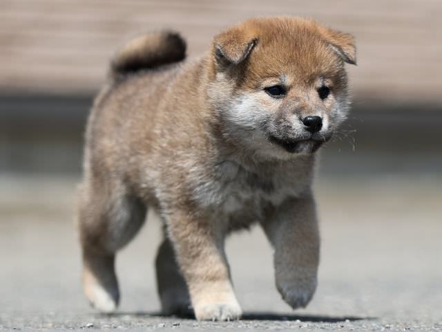 AI5I7056-3361puppy AI5I7056-3361puppy
