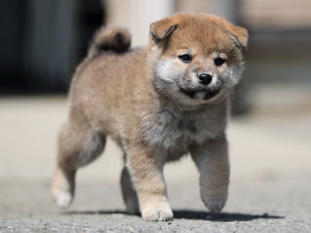 AI5I7090-3361puppy AI5I7090-3361puppy