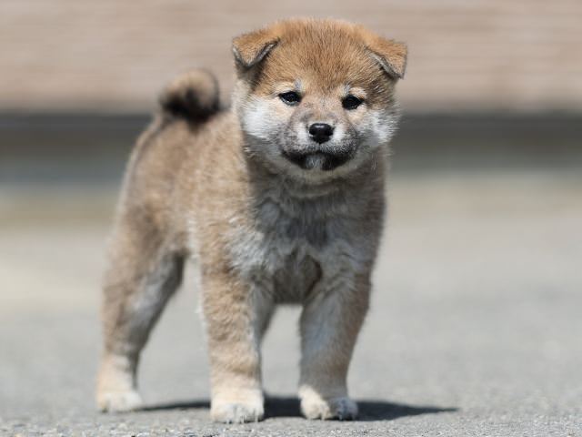 AI5I7098-3361puppy AI5I7098-3361puppy
