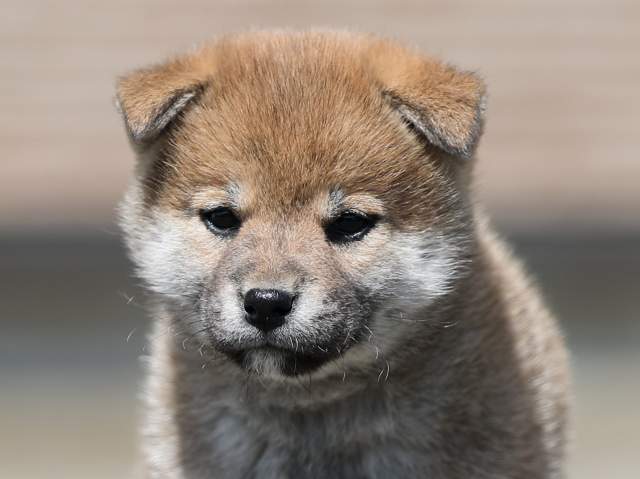 AI5I7105-3361puppy AI5I7105-3361puppy