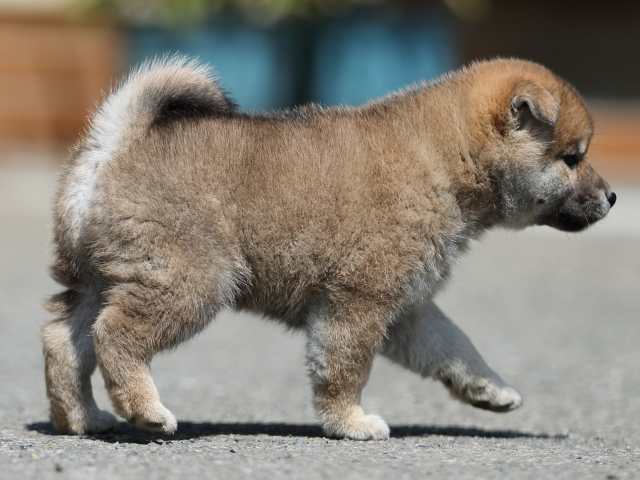 AI5I7149-3361puppy AI5I7149-3361puppy