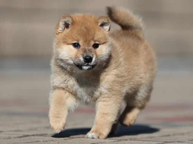 AI5I8543-puppy AI5I8543-puppy