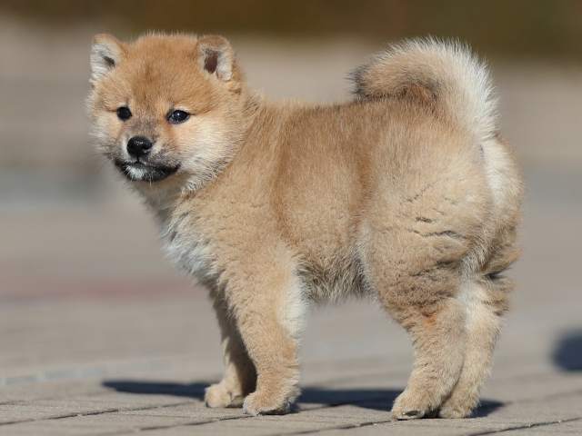 AI5I8765-puppy AI5I8765-puppy