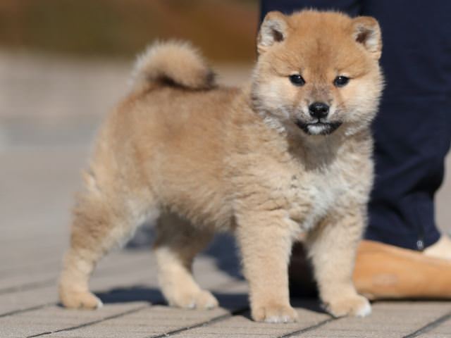 AI5I8779-puppy AI5I8779-puppy