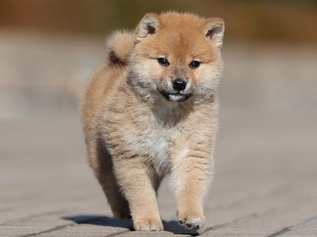 AI5I8819-puppy AI5I8819-puppy