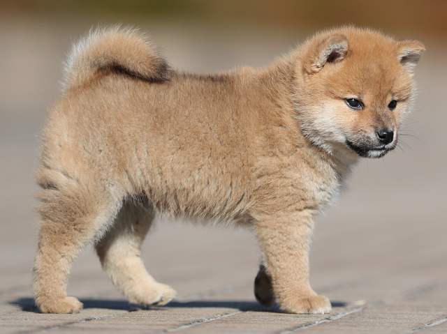 AI5I8876-puppy AI5I8876-puppy