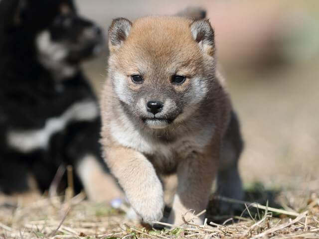AI5I9300-puppy AI5I9300-puppy