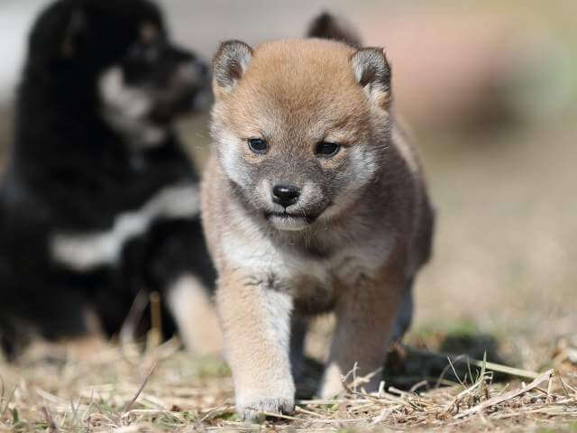 AI5I9301-puppy AI5I9301-puppy