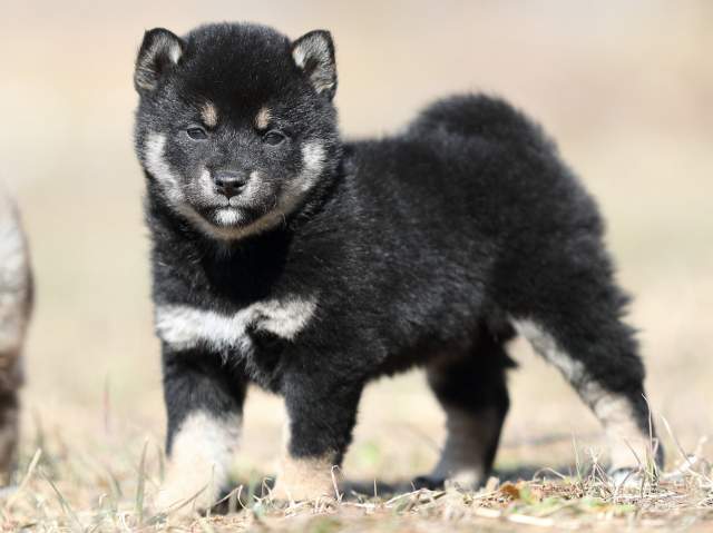 AI5I9332-puppy AI5I9332-puppy