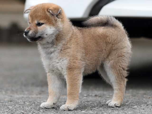 AI5I9351-3361puppy AI5I9351-3361puppy