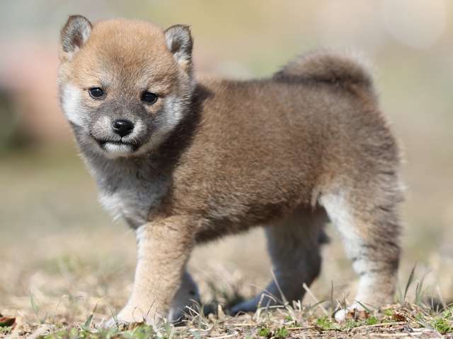 AI5I9371-puppy AI5I9371-puppy