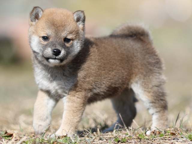 AI5I9372-puppy AI5I9372-puppy