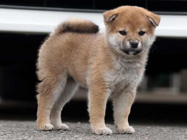AI5I9398-3361puppy AI5I9398-3361puppy
