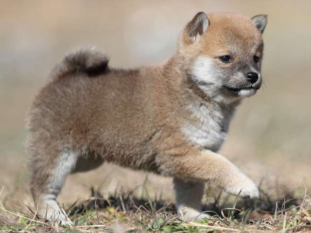 AI5I9411-puppy AI5I9411-puppy