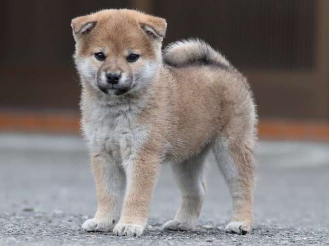 AI5I9441-3361puppy AI5I9441-3361puppy