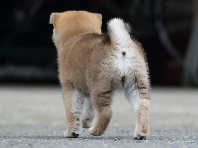 AI5I9470-3361puppy AI5I9470-3361puppy