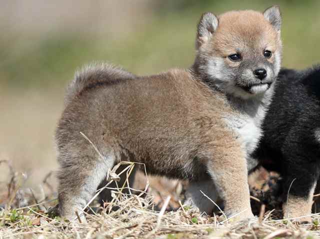AI5I9471-puppy AI5I9471-puppy