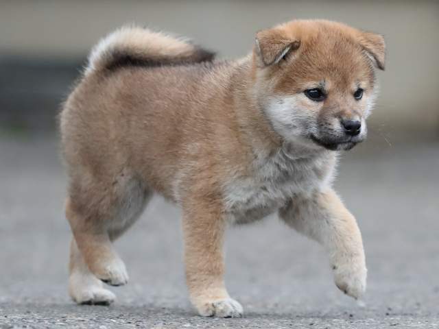 AI5I9495-3361puppy AI5I9495-3361puppy