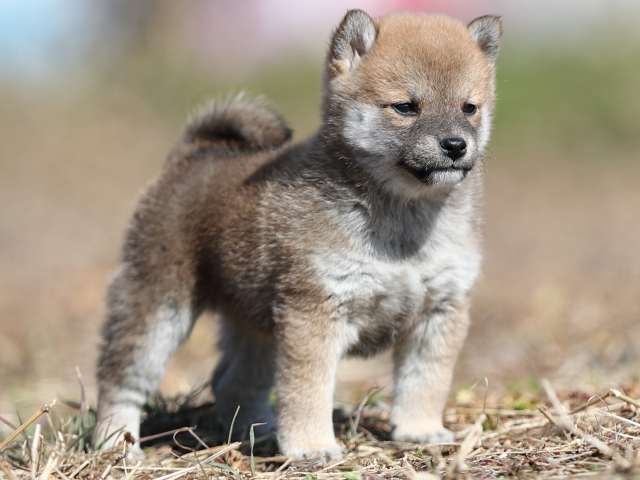 AI5I9517-puppy AI5I9517-puppy