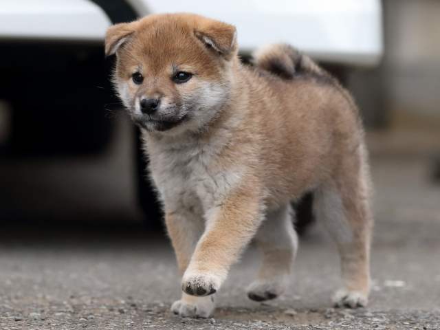 AI5I9528-3361puppy AI5I9528-3361puppy