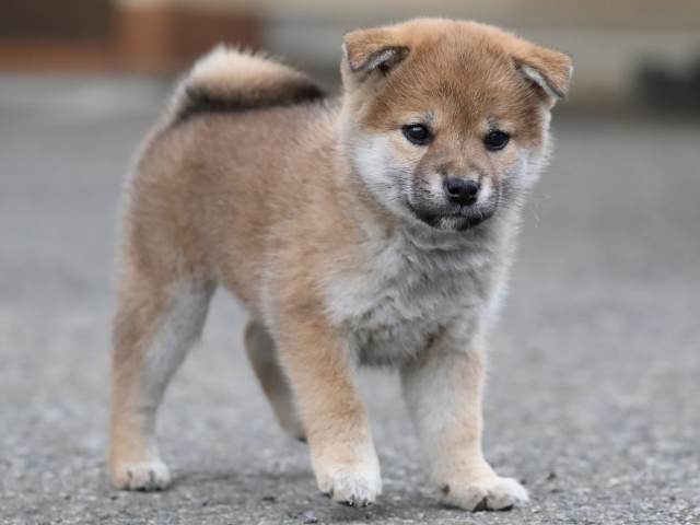 AI5I9541-3361puppy AI5I9541-3361puppy
