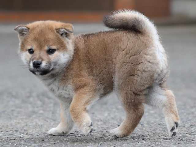 AI5I9545-3361puppy AI5I9545-3361puppy