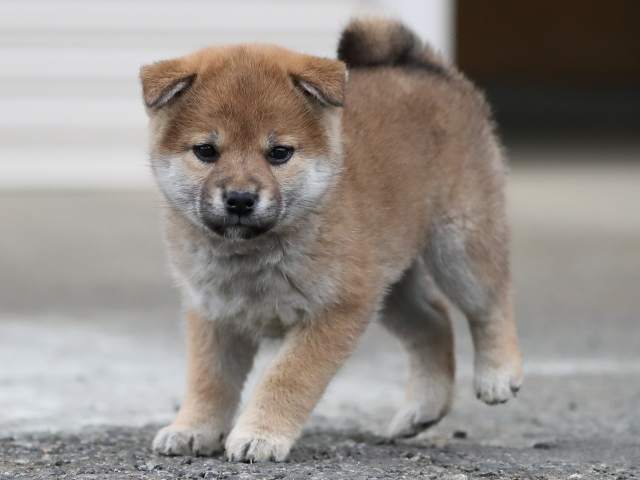 AI5I9596-3361puppy AI5I9596-3361puppy