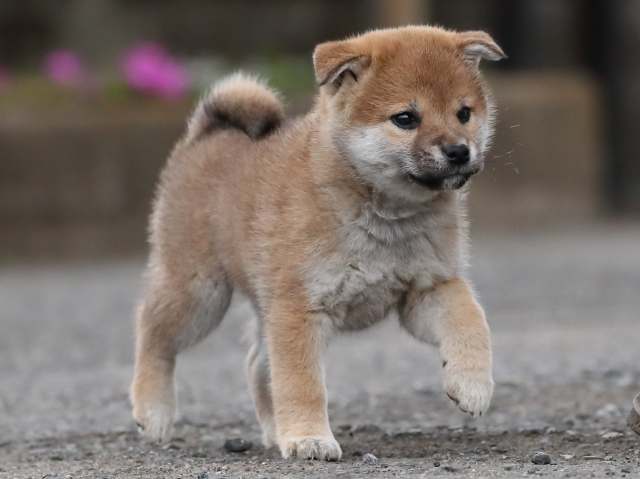 AI5I9606-3361puppy AI5I9606-3361puppy