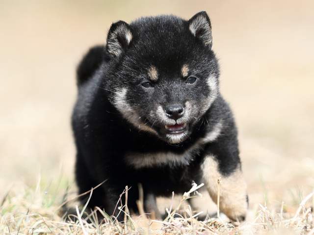 AI5I9617-puppy AI5I9617-puppy