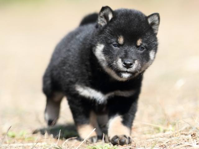 AI5I9619-puppy AI5I9619-puppy