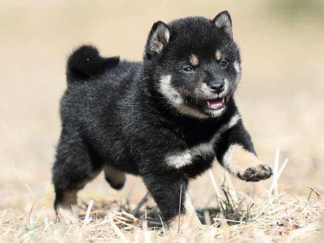 AI5I9657-puppy AI5I9657-puppy