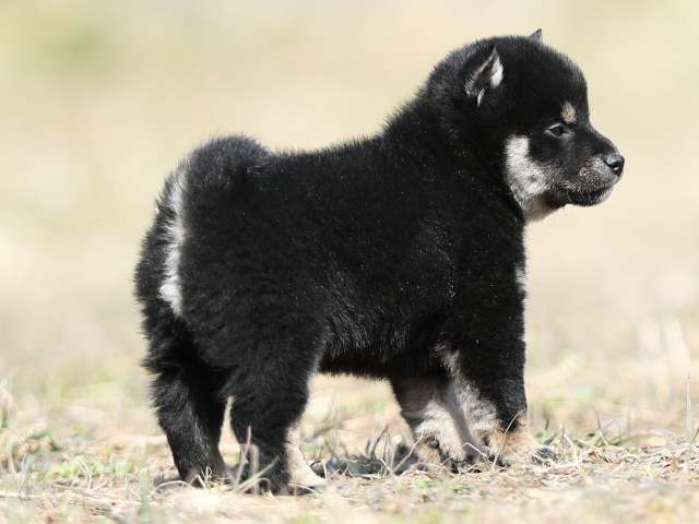 AI5I9681-puppy AI5I9681-puppy