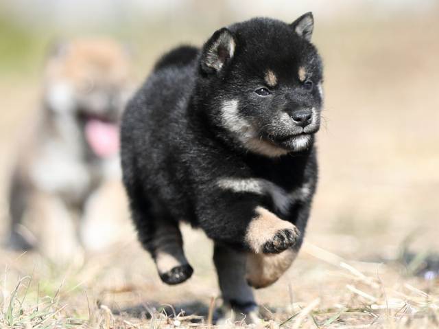 AI5I9771-puppy AI5I9771-puppy