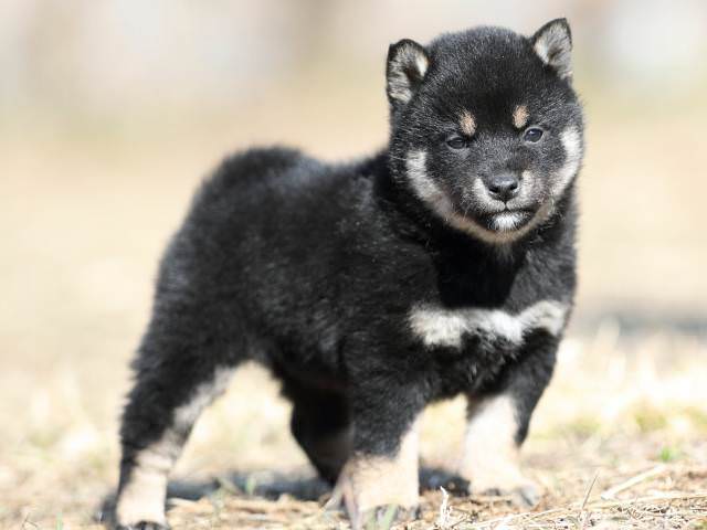 AI5I9828-puppy AI5I9828-puppy