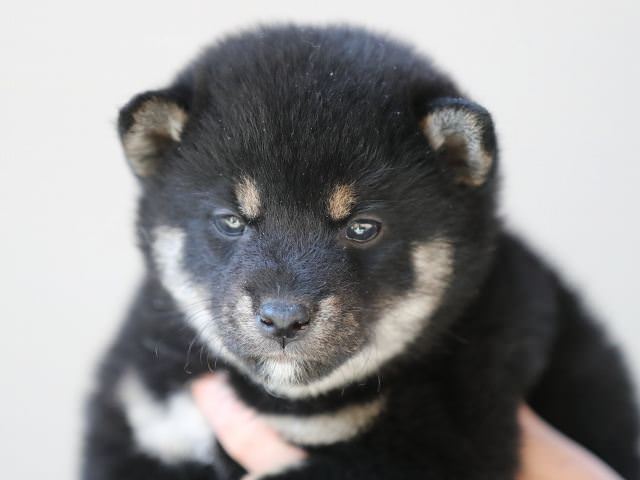 AI5I9873-puppy AI5I9873-puppy